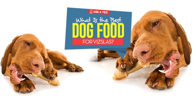 Top Best Dog Foods for Vizsla