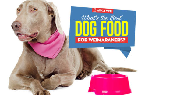 Top Best Dog Foods for Weimaraners featured image