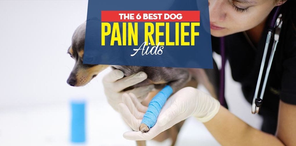 Top Best Dog Pain Relief Aids