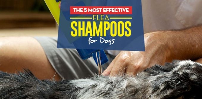 Top Best Flea Shampoos for Dogs