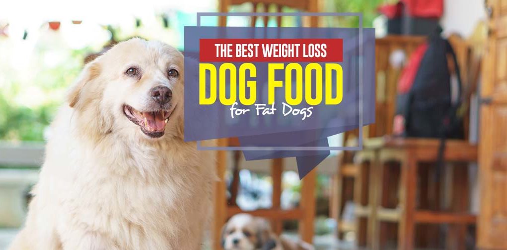 Top Best Weight Loss Dog Food for Fat Dogs