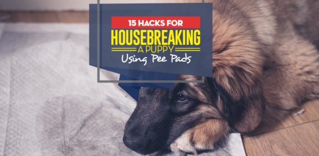 Top Hacks on How to Housebreak a Puppy Using Puppy Pee Pads