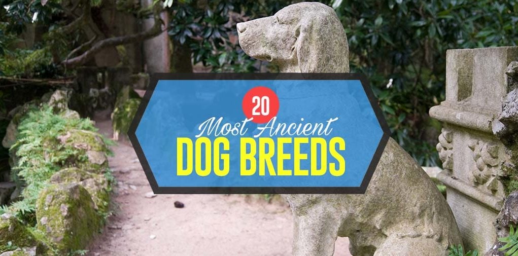 Top Most Ancient Dog Breeds