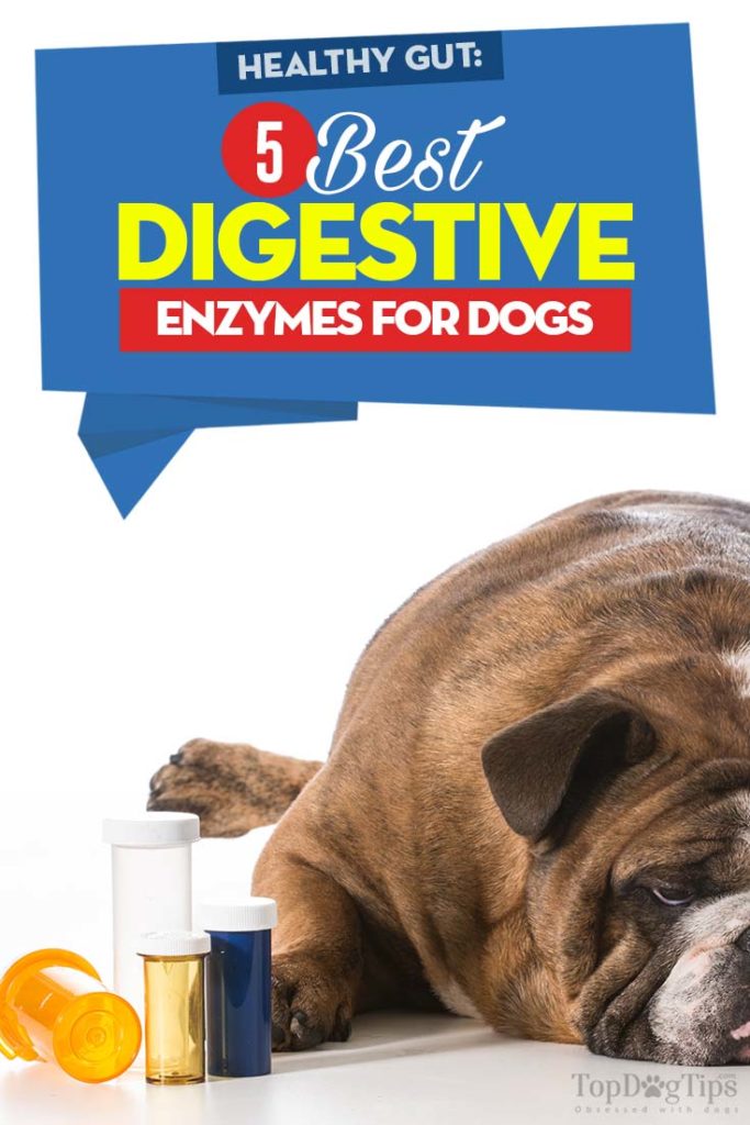 Top Rated Digestive Enzymes for Dogs 2020