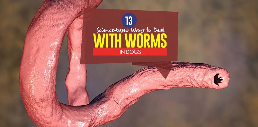 Top Science-based Ways to Deal With Worms in Dogs