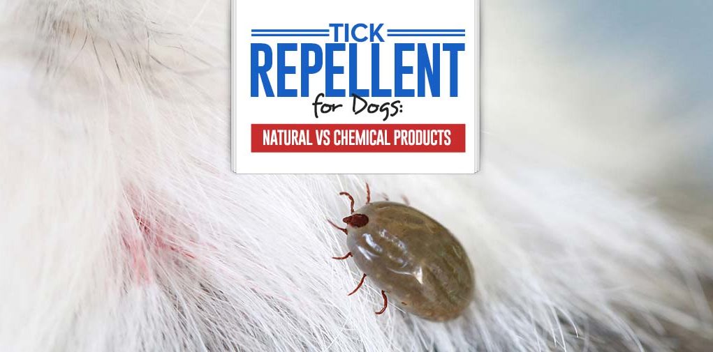 Top Tick Repellent for Dogs