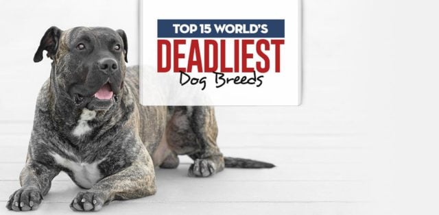 Top World's Deadliest Dog Breeds