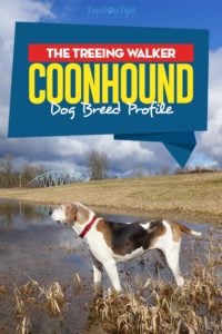 Treeing Walker Coonhound Dog Breed Profile