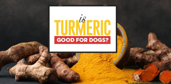 Turmeric for Dogs 101