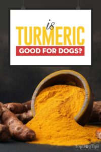 Turmeric for Dogs 101 - Can Our Dogs Take It