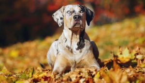 Types of Hunting Dogs