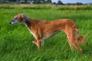 Types of Hunting Dogs