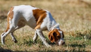 Types of Hunting Dogs