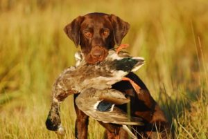 Types of Hunting Dogs