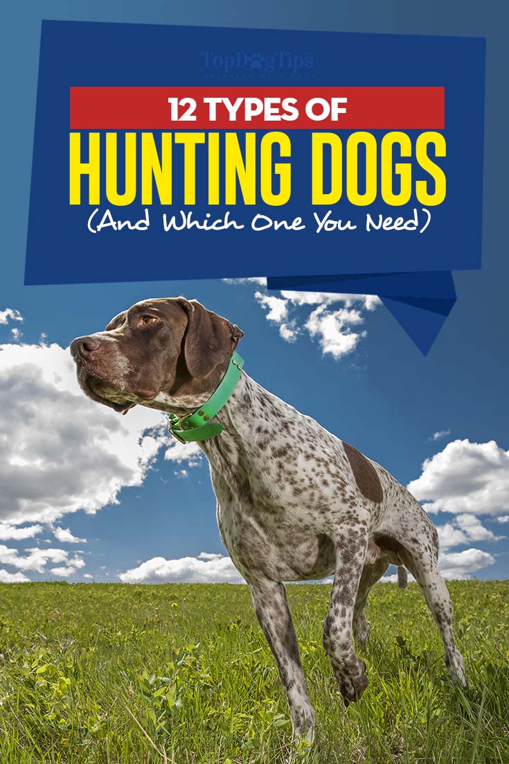 Types of Hunting Dogs and Which One You Need