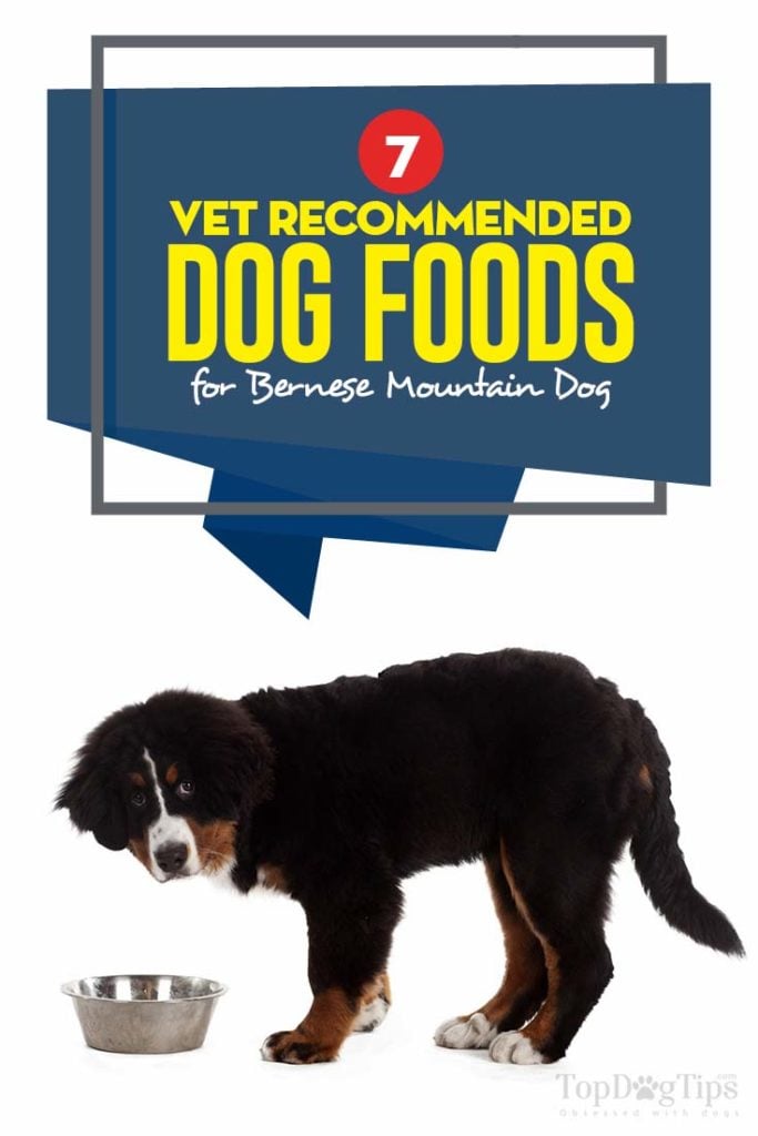 Vet Recommended Best Dog Food for Bernese Mountain Dog