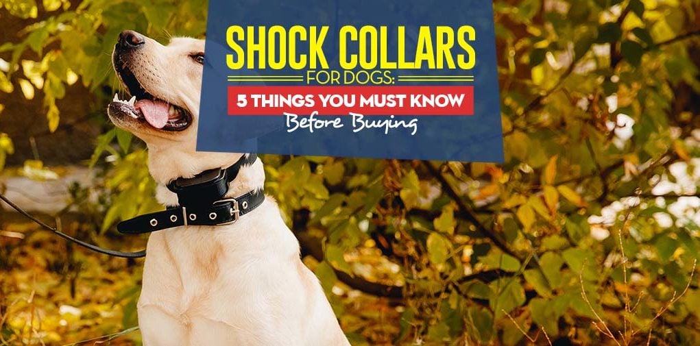 What Are Shock Collar for Dogs