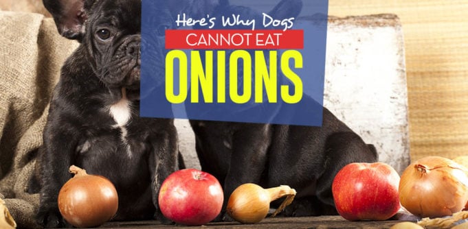 Whats the Reason Dogs Cannot Eat Onions