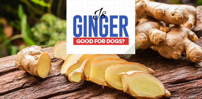 Why Is Ginger Good for Dogs