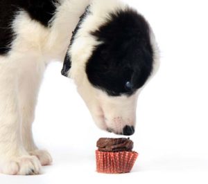 Why is chocolate bad for dogs