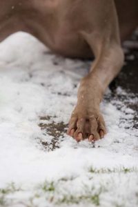 Wipe Dog Paws After A Walk