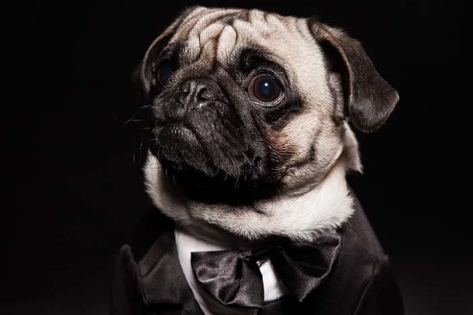 Woman Bought Pug a Tuxedo With Stolen Government Money