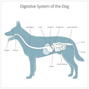 When to Supplement with Dog Digestive Enzymes