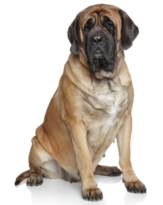 best dog food for Mastiffs