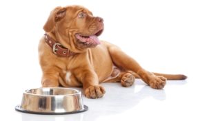 best dog food for Mastiffs