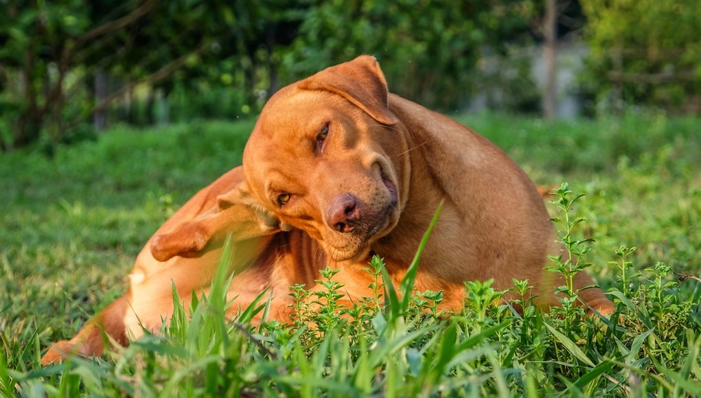 best flea pills for dogs