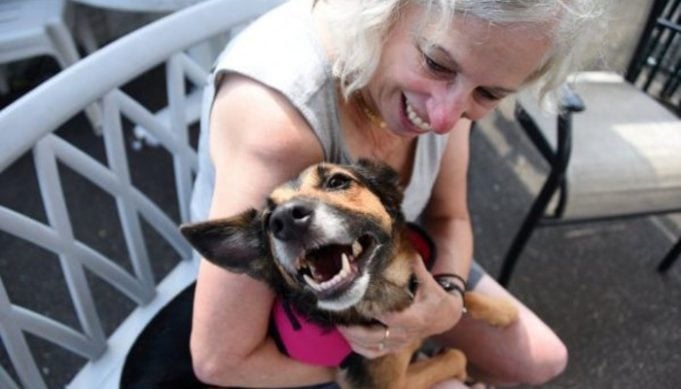 Dog Lost In Florida Turns Up In New York – Help Needed to Get Her Back Home