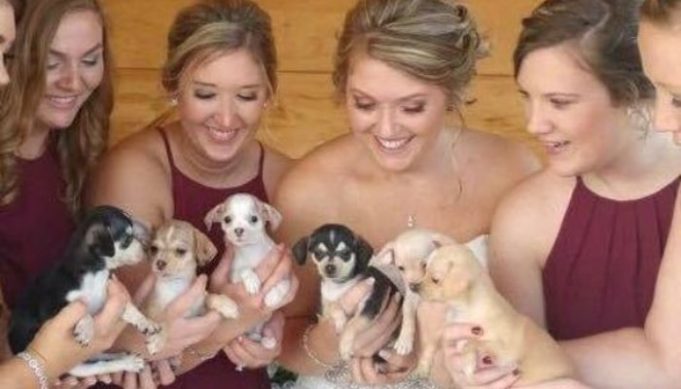 Bride Uses Puppy Bouquets to Raise Adoption Awareness