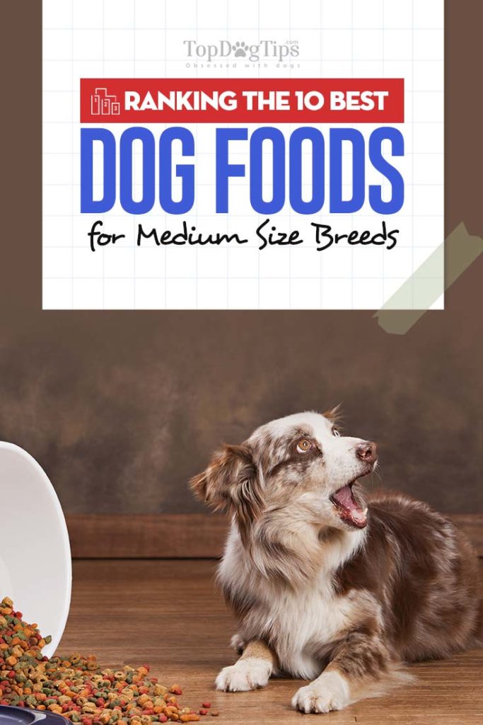 10 Best Dog Foods for Medium Dogs