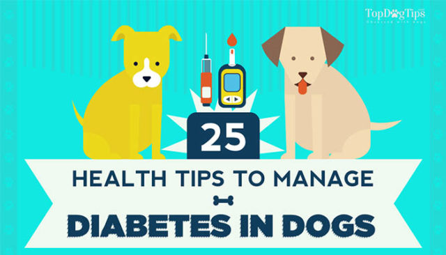 25 Ways to Manage Diabetes in Dogs