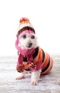 A cold dog in winter clothing