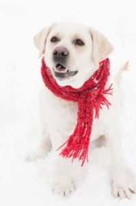 A dog in winter clothes