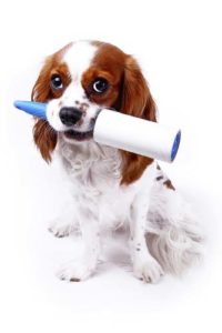 A dog ready to be groomed