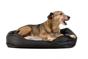 Best Dog Bed Warmer