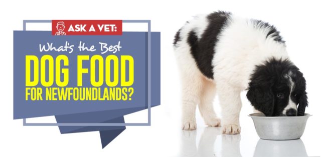 Best Dog Food for Newfoundland