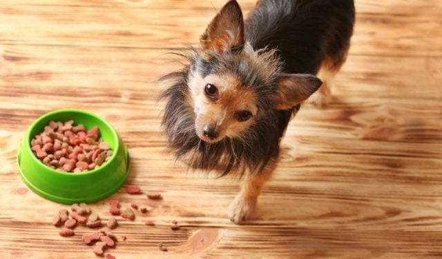 Best Dog Food for Small Dogs