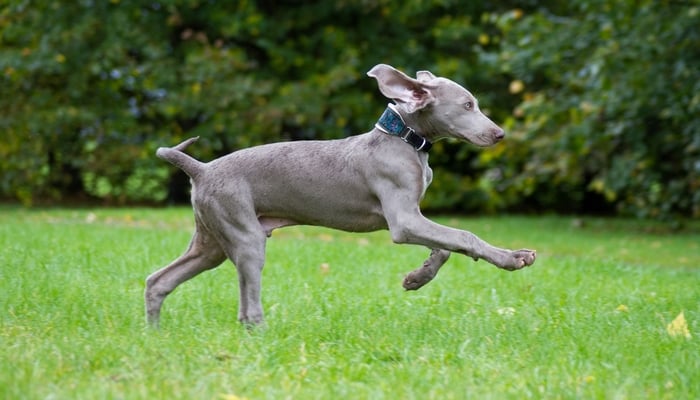 Best Dog Food for Weimaraner