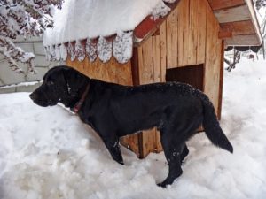 Regular Dog Houses vs. Insulated Dog Houses for Winter