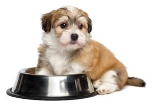 Best Grain Free Puppy Food