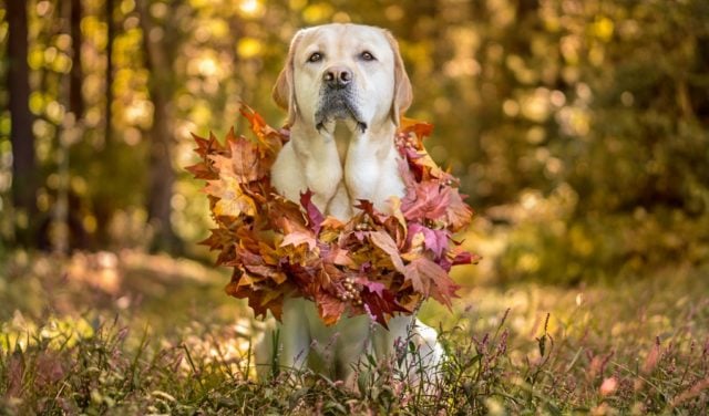 Best Thanksgiving Dog Collars