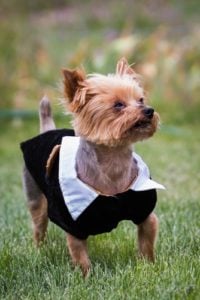 Best Thanksgiving Dog Costumes