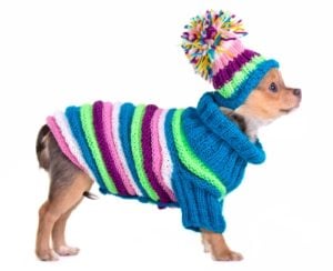 Best Winter Dog Clothes