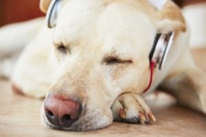 Calming Music for Dogs