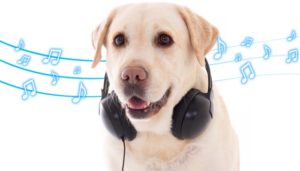 Calming Music for Dogs