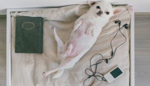 Calming Music for Dogs