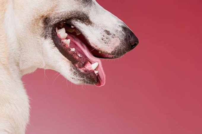 Can Dogs Get Cold Sores